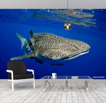 Picture of Giant sea whale shark